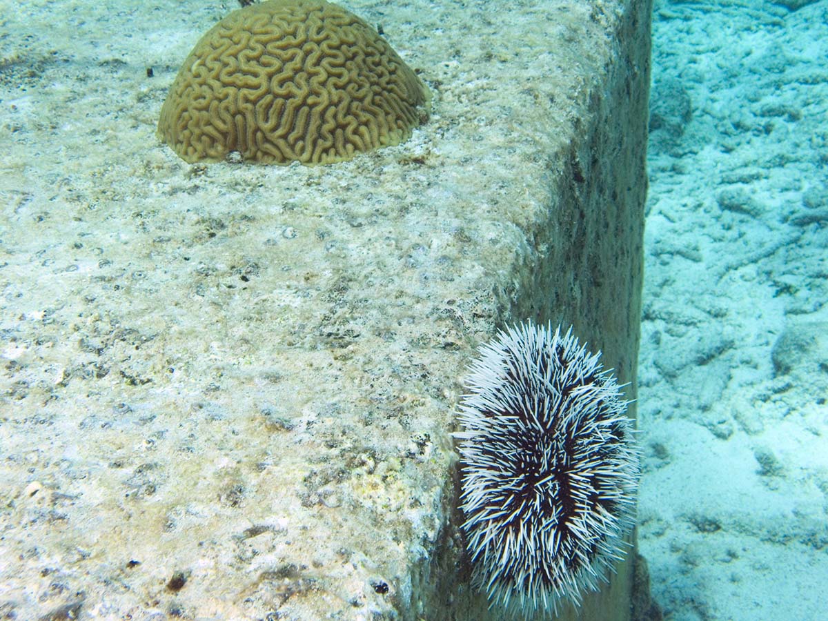 gal/Bonaire 2006/IndianSeaEgg5x3.jpg